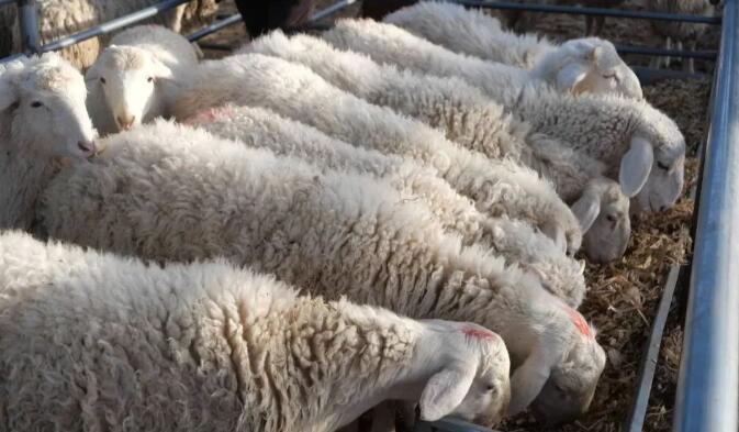 东乡县城南区牛羊交易市场持续火热